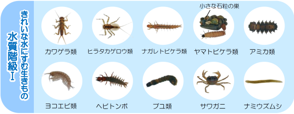 指標となる主な水生生物たち