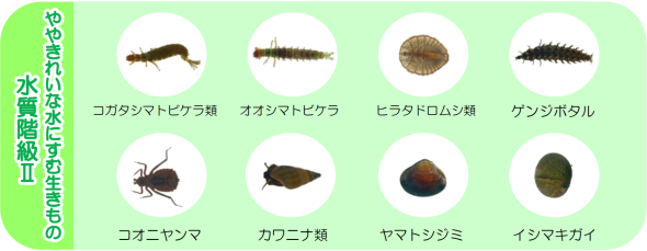 指標となる主な水生生物たち