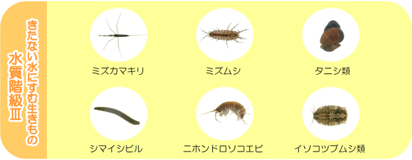 指標となる主な水生生物たち